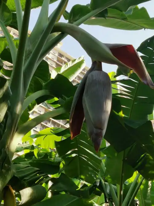 山海湾楼后的大香蕉林