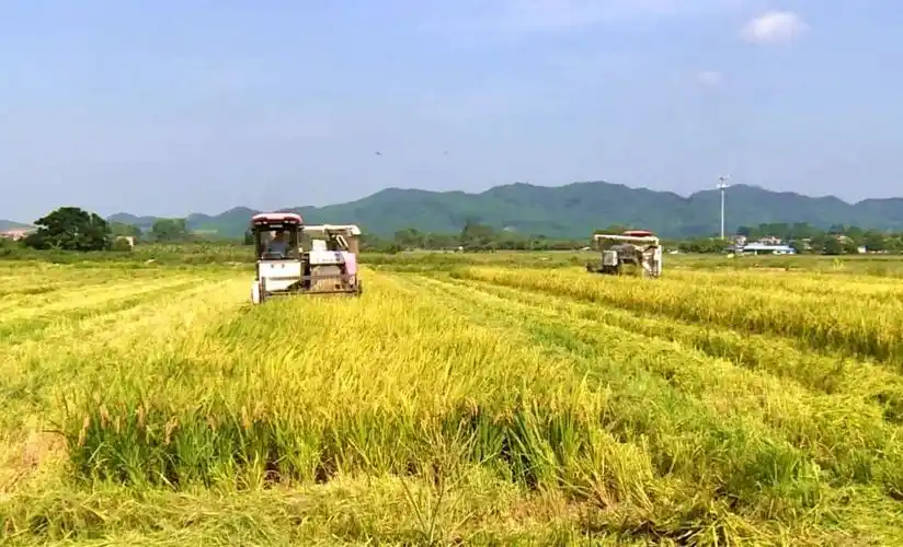 颗粒归仓,增城早稻开镰啦!
