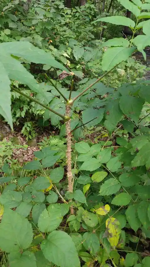 这不是一棵大树,而是一种叫"刺老芽"的山野菜.