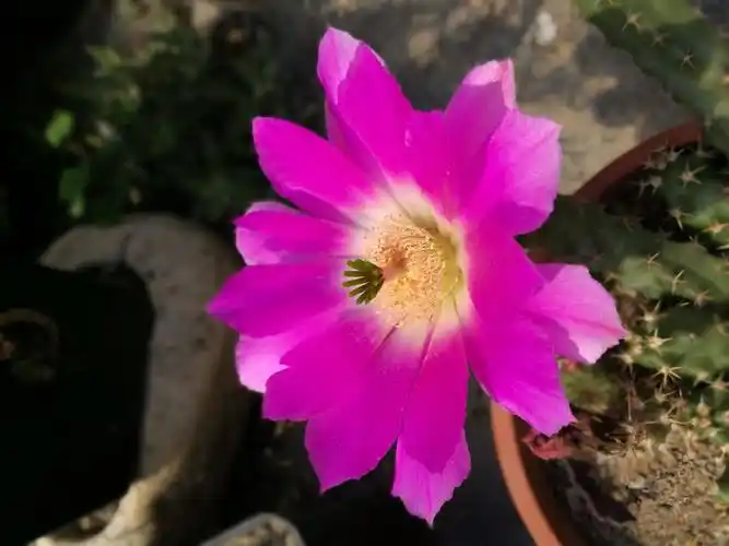 紫龙角,开花真的很鲜