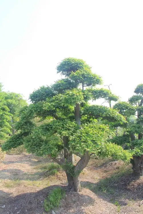 榔榆- 句容市腾达苗木种植园 - 烽火台云营销