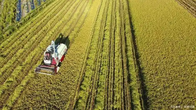 中国农业的发展现状和未来趋势