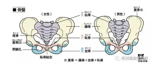 【有树瑜伽】骨盆矫正私教课程
