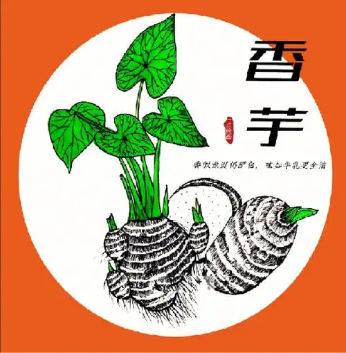 蔬菜之王居然是香芋线描写生