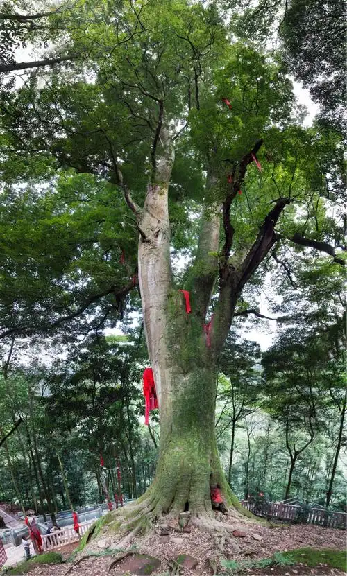 《千年红豆树》