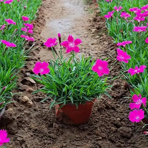 春辰 草坪花卉观赏植物欧石竹 景观花卉 耐寒宿根花卉
