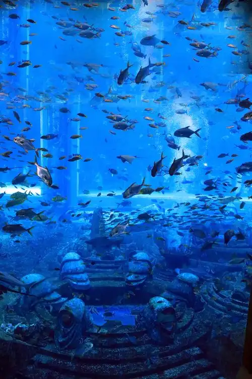 三亚·亚特兰蒂斯,失落的空间水族馆,开启神奇冒险之旅,探索海洋深处