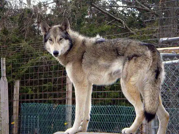 混血狼:北美草原狼与东部生活的狼杂交而成,体型在两者之间,性格继承