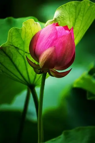 "出淤泥而不染,濯青莲而不妖"--荷花