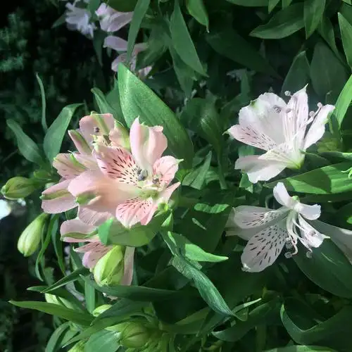 各种美貌,都是智利百合