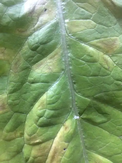 各位老师看看油麦菜什么病害?谢谢