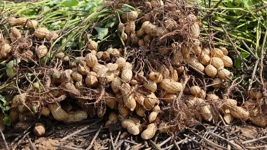 3万亩花生喜获丰收