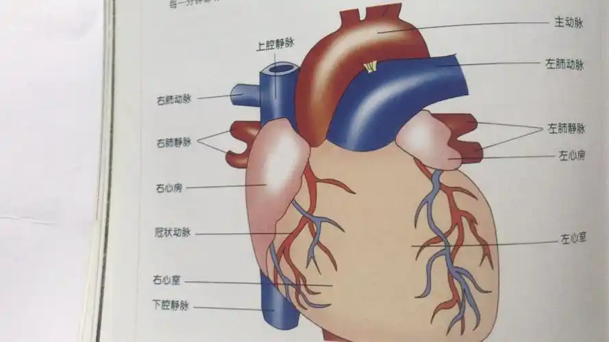 血液循环系统～～心脏,血管疾病(下)