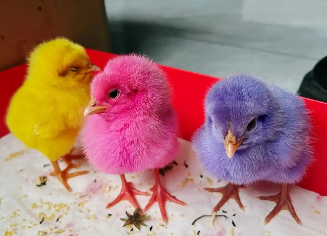 我把染色小鸡养大啦～ 三月十八号买来的,小黄不怎么吃东西没三天就回