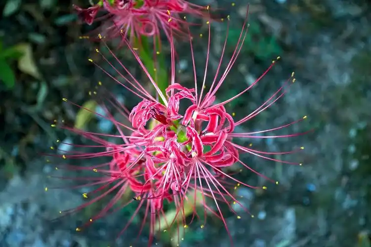 自带传奇色彩的"黄泉之花"