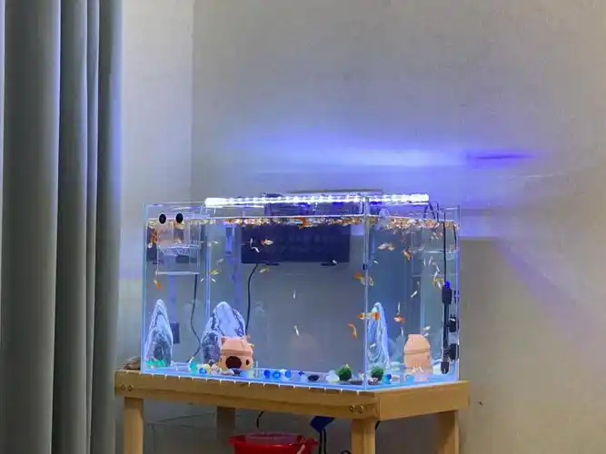 孔雀鱼换了60cm的缸