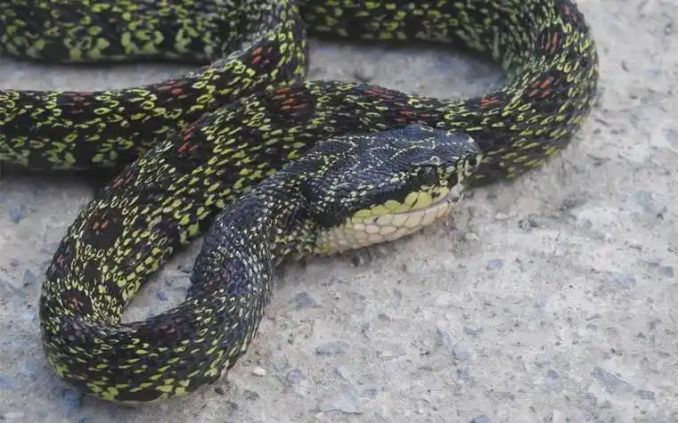 最强拟态!菜花原矛头蝮,太像黄黄的菜花啦,我国剧毒蛇!