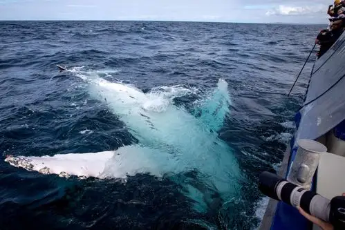 happy humpback swims under boat belly up – as dog watches on