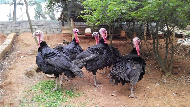 湖南火鸡养殖￥湖南火鸡供应￥湖南火鸡