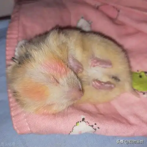 仓鼠死了怎么处理比较干净(仓鼠死了家里要消毒吗,仓鼠死后怎么处理?