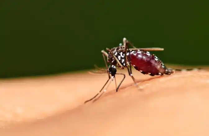 what is dengue fever?