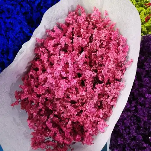 运输途中会散失水份,实际到货后会轻一些,勿忘我枚红色夏季受高温容易