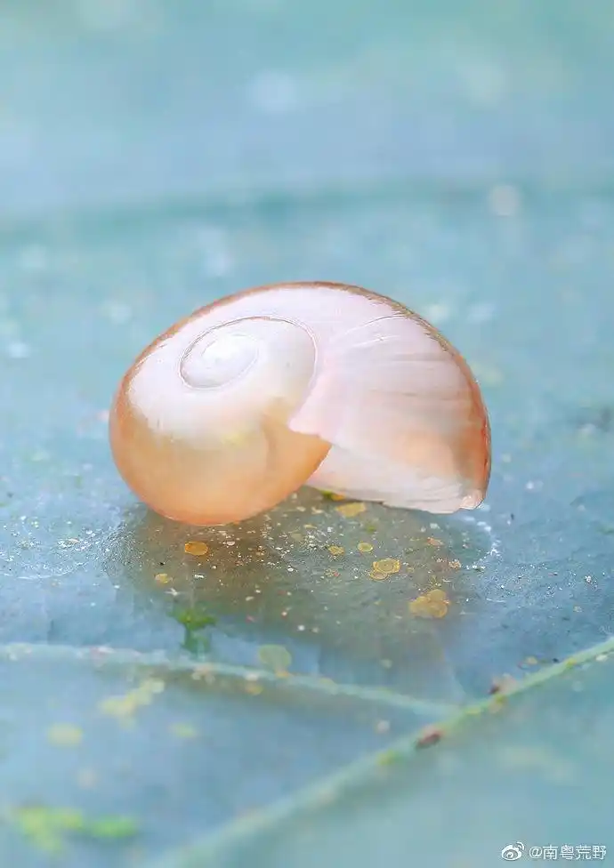 透明的蜗牛[微风]小可爱们周末愉快