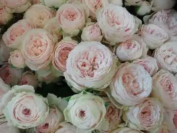 粉红月亮(m-pink moon,m-ピンクムーン)——(日本,切花,粉色)