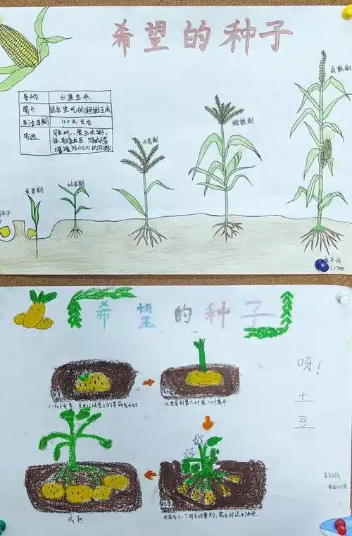 "蔬"香为伴 "悦"满校园——67高新区实验学校西区分校"幸福种植园"