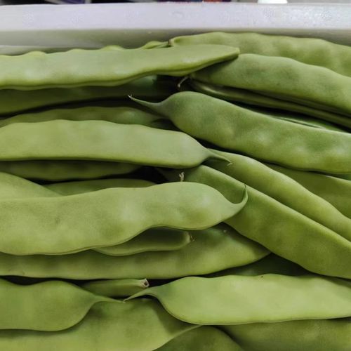 天天特价油豆角东北特产农家新鲜蔬菜芸豆开锅烂豆角2斤 5斤包邮