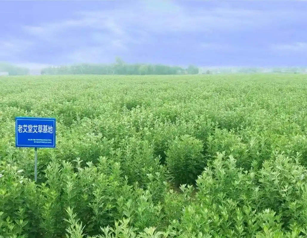 中国的艾草很多,南阳艾草当属其中佼佼者.