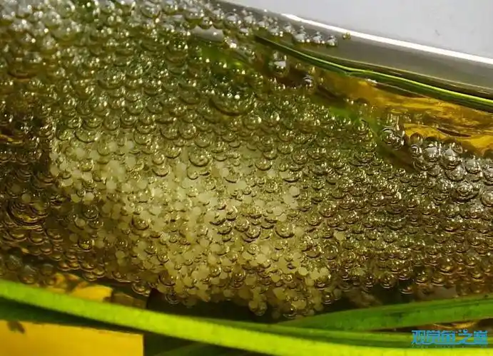 泰国斗鱼繁殖—>产卵 —>孵化