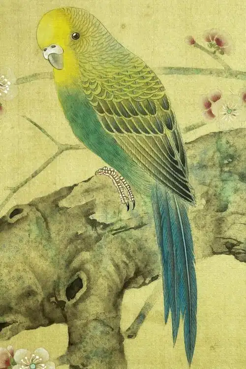书画联盟丨工笔禽鸟虎皮鹦鹉设色步骤