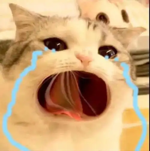 猫咪哭泣流泪猫猫头表情包 67_斗图表情