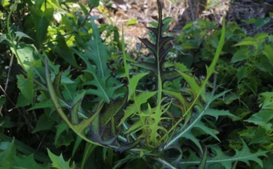 自家屋边若是发现"山莴苣",一定要带回家,晒干15一斤卖城里