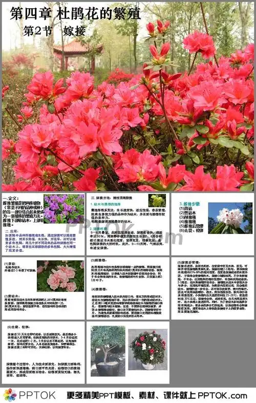 杜鹃花的繁殖嫁接ppt