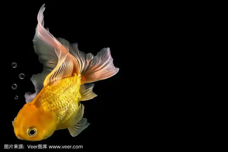 金鱼,黑色背景,分离着色,玻璃鱼缸,动物鳍