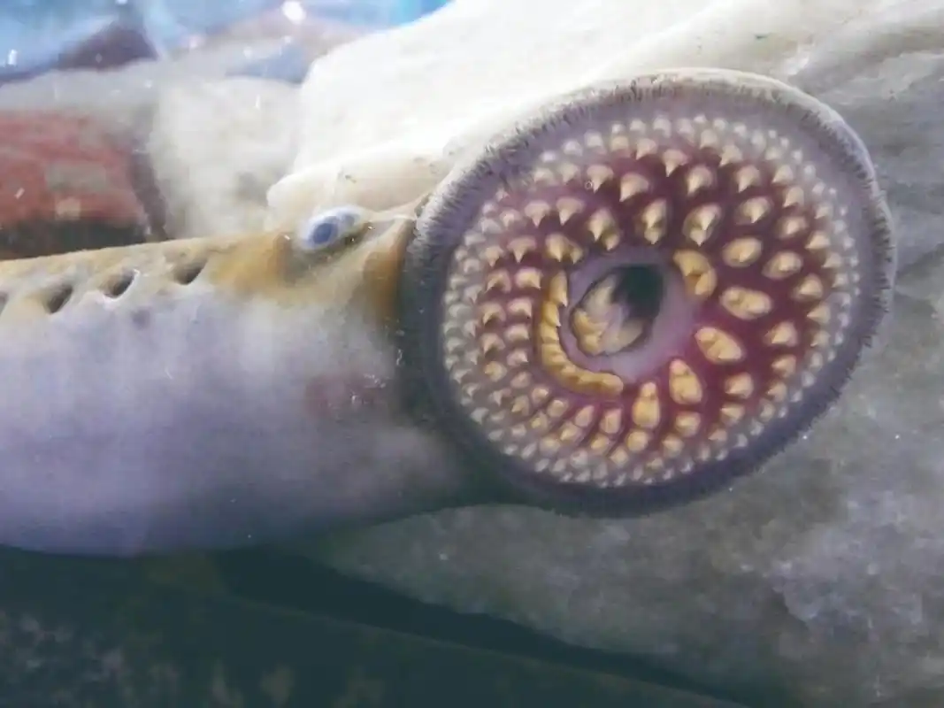 根据化石研究显示,七鳃鳗出现于3.