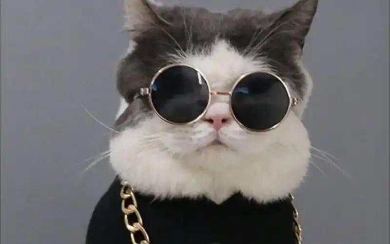 酷帅小猫咪 | 壁纸收藏 | 高清全面屏