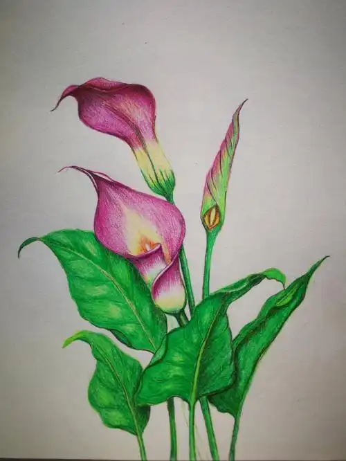 彩铅  #马蹄莲  #自学彩铅画