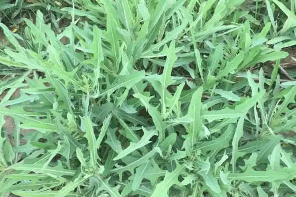 曲曲菜的功效与作用及禁忌曲曲菜营养价值