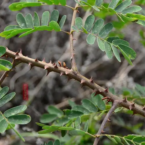 正宗实斗米虫新鲜野生天牛幼虫树枝鸟不踏刺其他药食同源食品