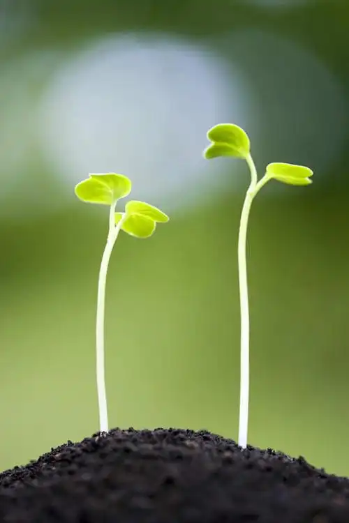 正面,旅游,度假,美景,植物,叶子,朦胧,模糊,景观,绿叶,两颗,娱乐,幼苗