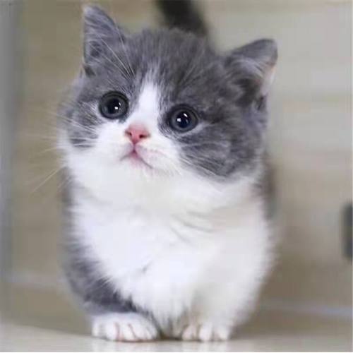 纯种英短 蓝白 活的幼猫 包子脸 幼猫 短毛 2-12个月