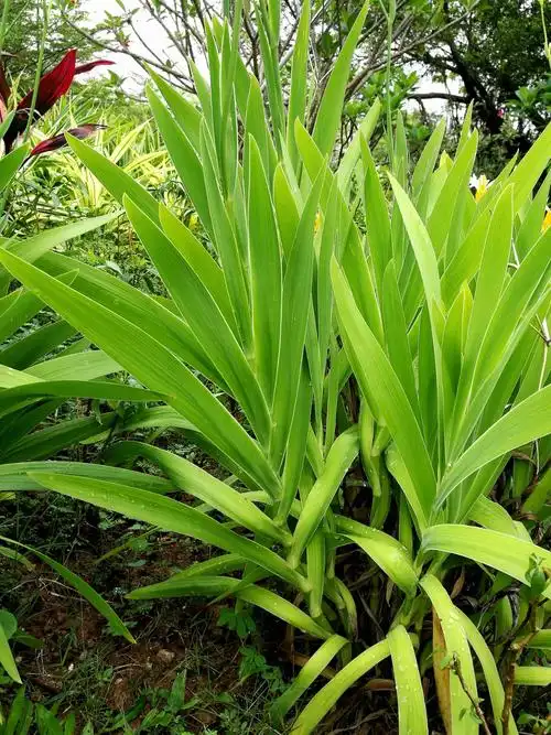 射干,是一种实用济世的中药;射干,是我喜欢的植物