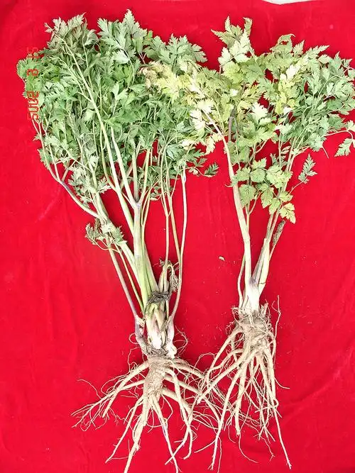 甘肃岷县当归种植系统