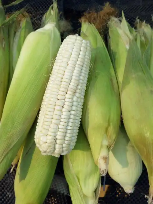 本地糯玉米