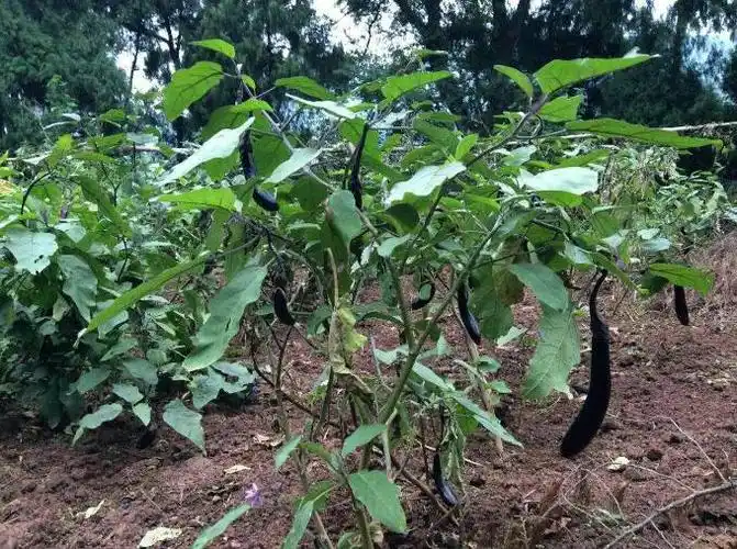地里的茄子