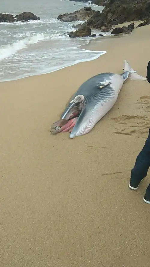 马宫惊现一头死鲸鱼,死亡原因有待鉴定!