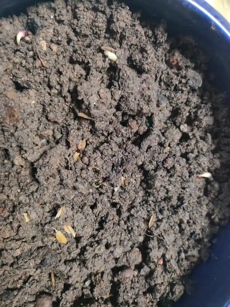 距离高考的100天,第一批的向日葵🌻已发芽!